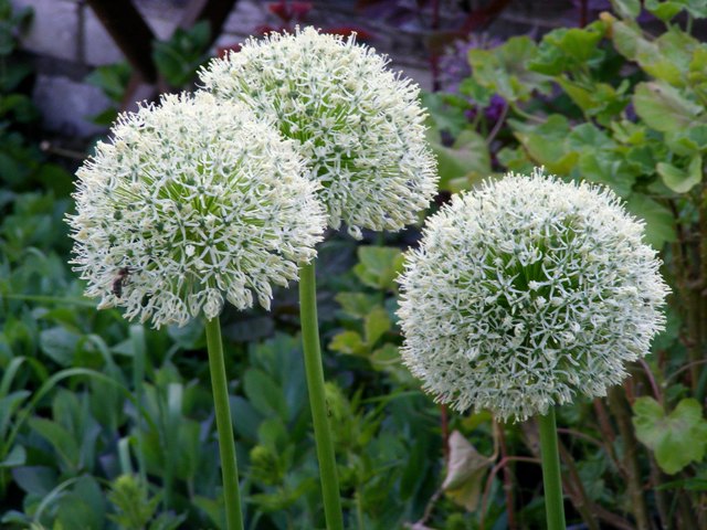 Allium 'Mount Everest'18.05.30.jpg