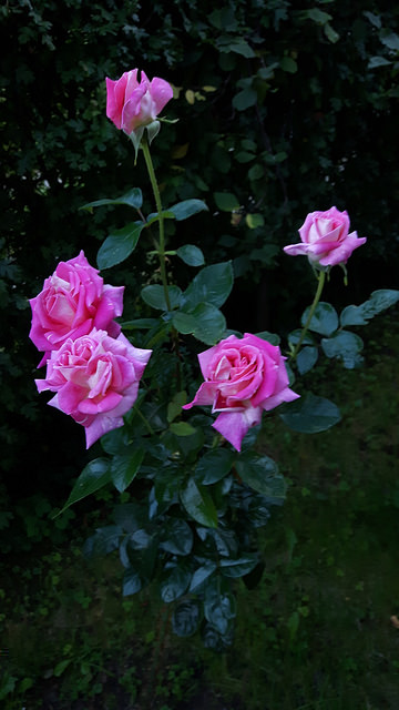 2016-09-11_08-12-26.jpg