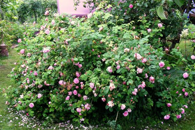 Rose 'Pink Leda'17.JPG