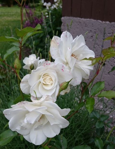 DSC_0188.jpg