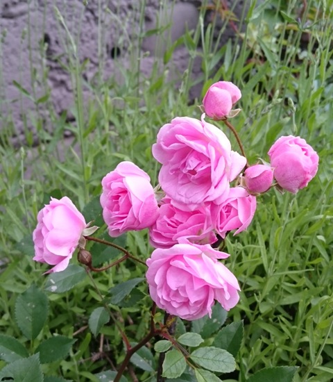 DSC_0189.jpg