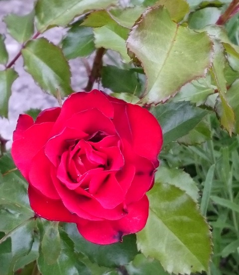 DSC_0191.jpg