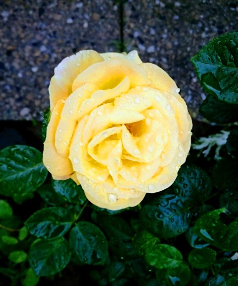 DSC_0200.jpg
