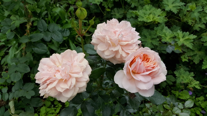 Garden of Roses.jpg