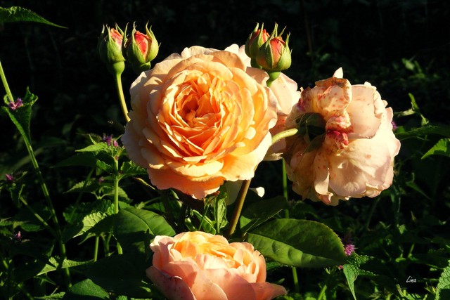Rose David Austin.jpg