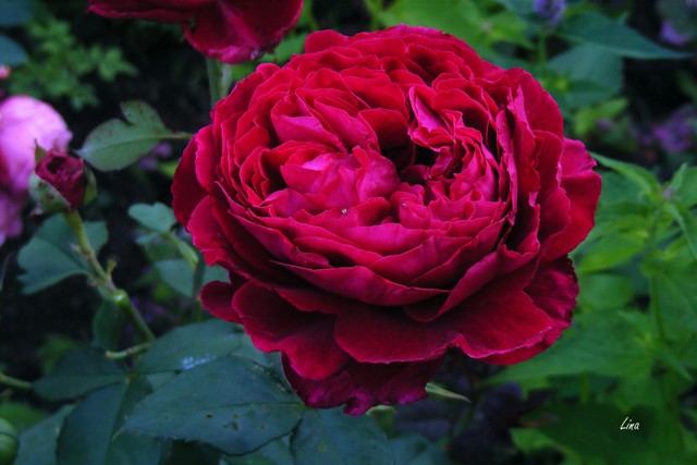 Rose 'Gospel'17.jpg