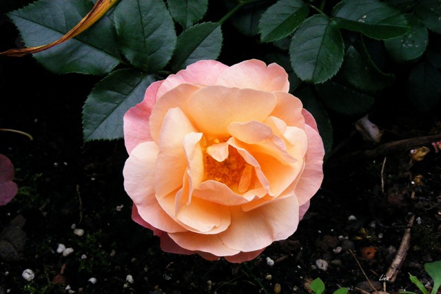 Rose 'Marie Curie'17.jpg