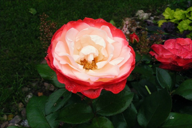 Rose 'Nostalgie'17.jpg