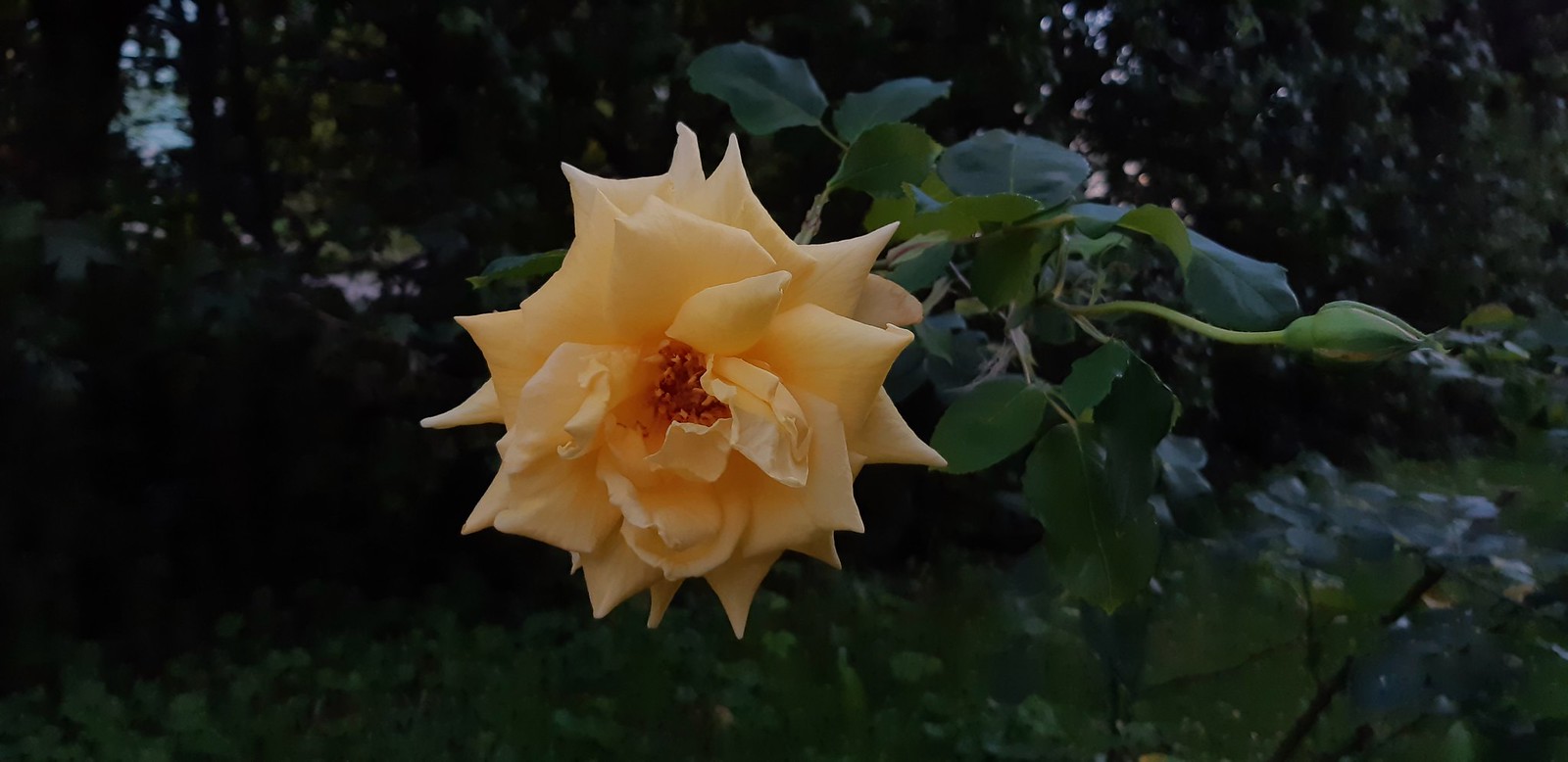 2019-08-19_09-26-26.jpg