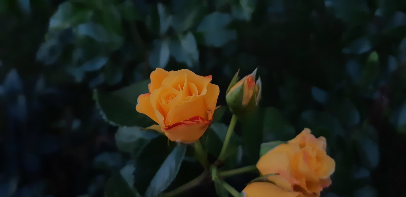 2019-08-19_09-26-18.jpg