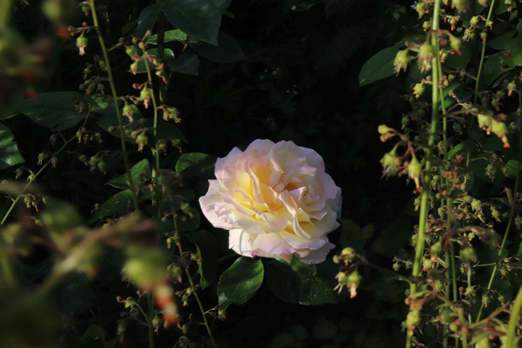Rose 'Aquarell – Gloria Die'20.JPG