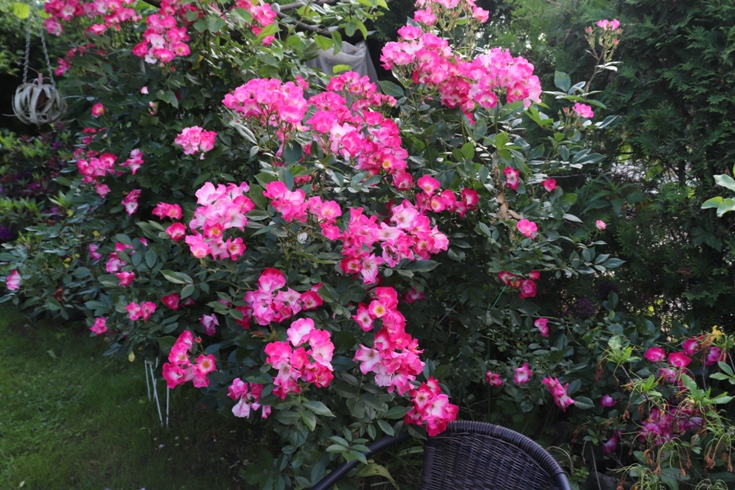 Rose 'Bukavu'20.JPG