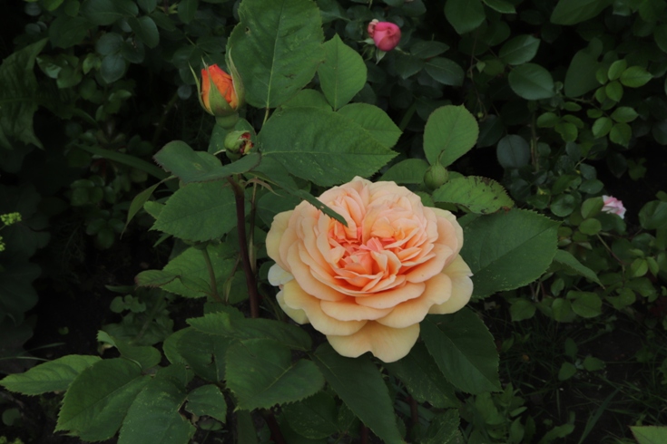 Rose David Austin....JPG