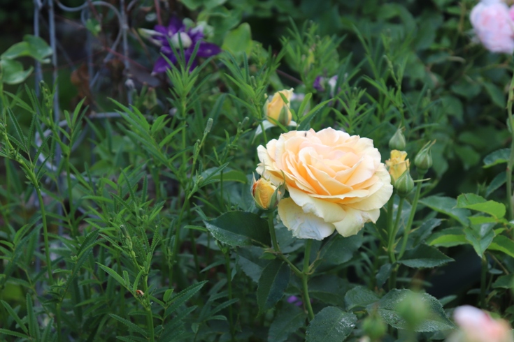 Rose 'Sophia Renaissance'20.JPG