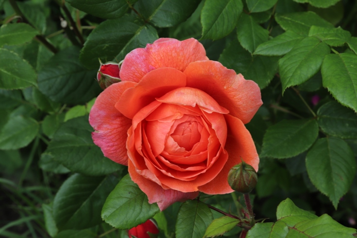 Rose 'Summer song'20.JPG