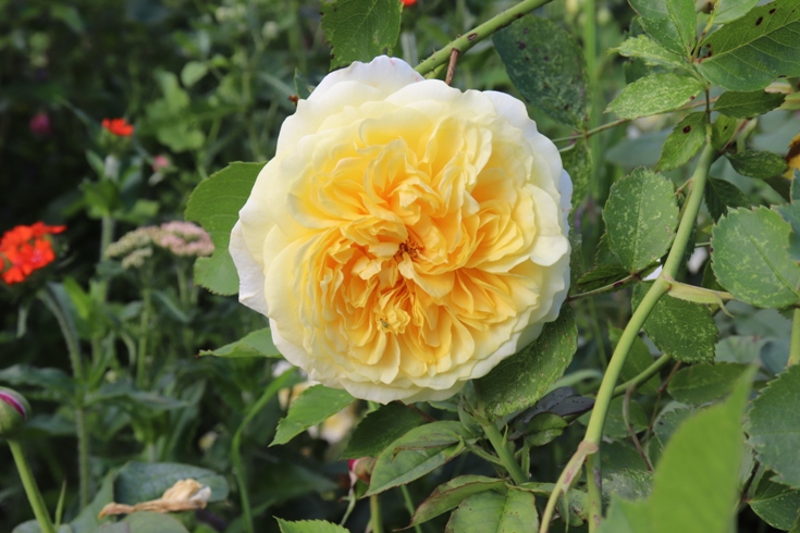 Rose 'The Pilgrim'20.JPG