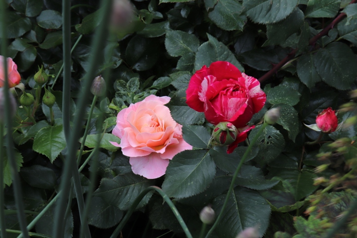 Roses'20..JPG