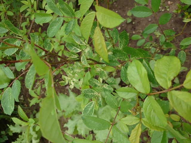DSC_0354.JPG