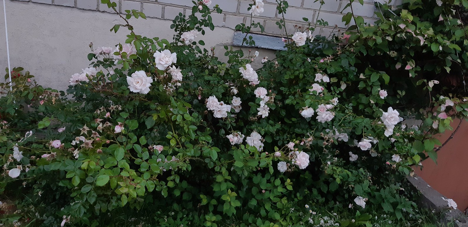2020-07-05_07-30-59.jpg