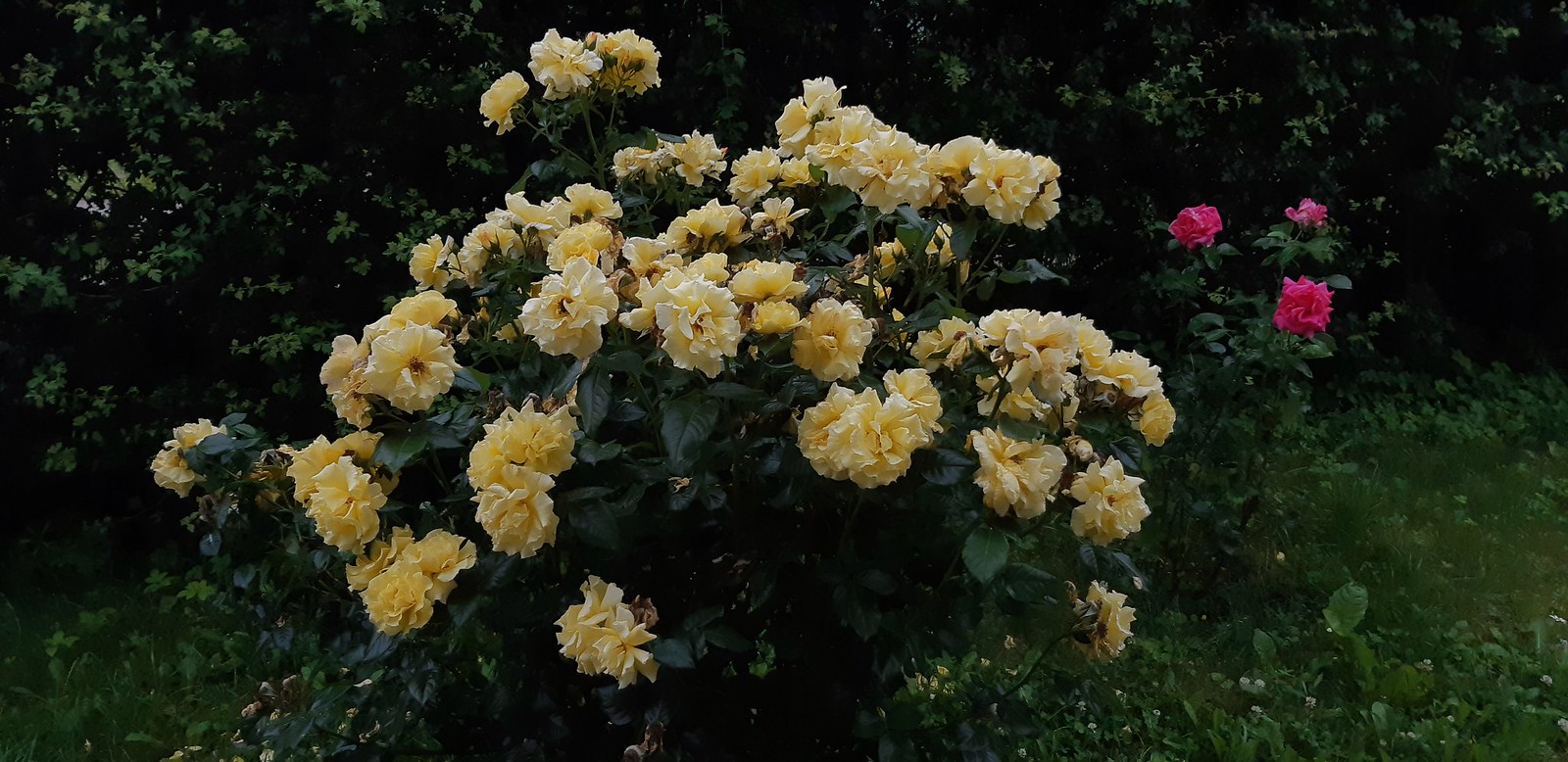 2020-07-05_07-31-28.jpg