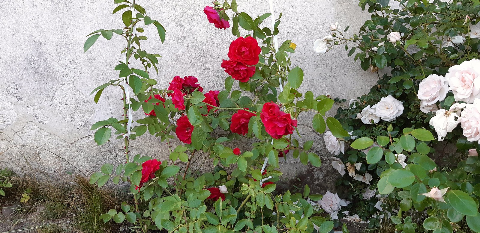 2020-06-23_08-49-51.jpg