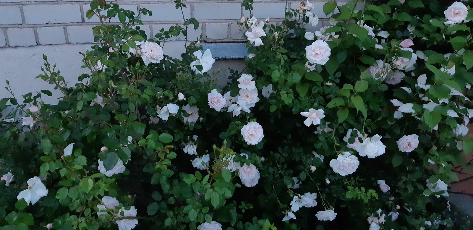 2020-06-23_08-49-58.jpg