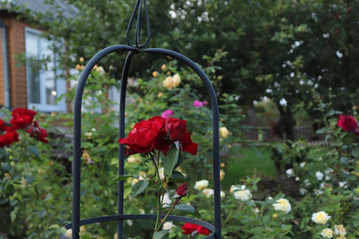 Rosa 'Grand hotel'20.JPG
