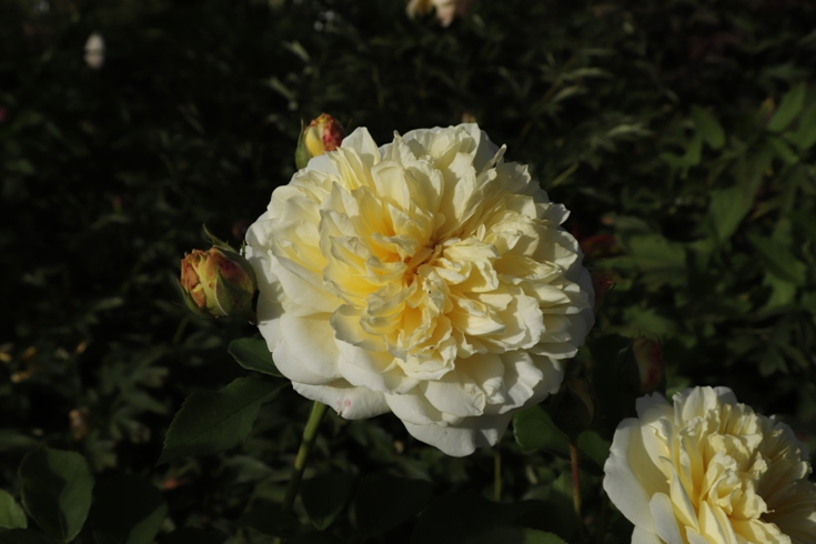Rosa 'The pilgrim'.JPG