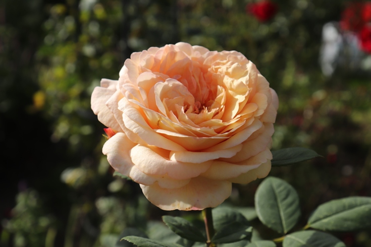 Rose David Austin'20.JPG