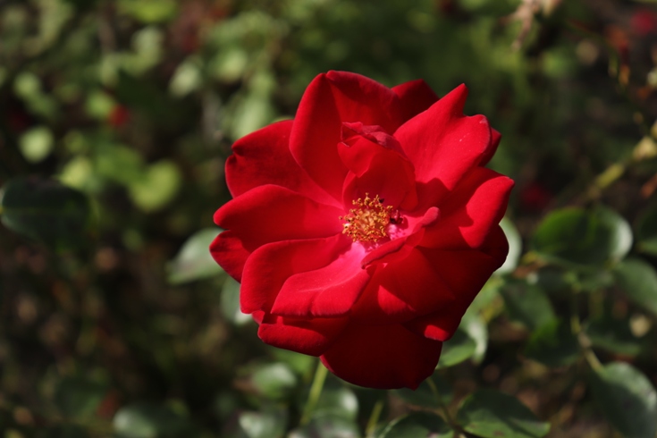 Roses (4).JPG