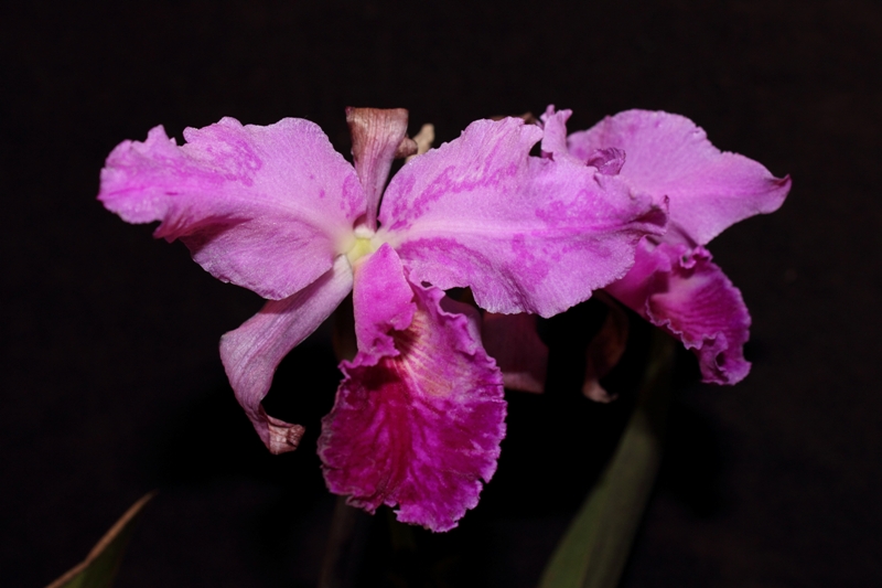 virusuota c. labiata (1).JPG