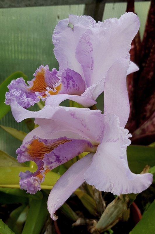 Cattleya mossiae var. coerulea (1).jpg