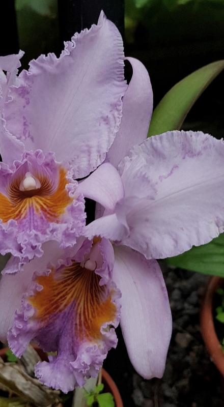 Cattleya mossiae var. coerulea (2).jpg
