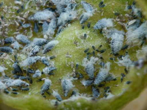 galle-ouverte-orme-Eriosoma.jpg