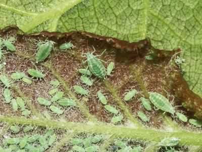 Hyalopterus_pruni.jpg