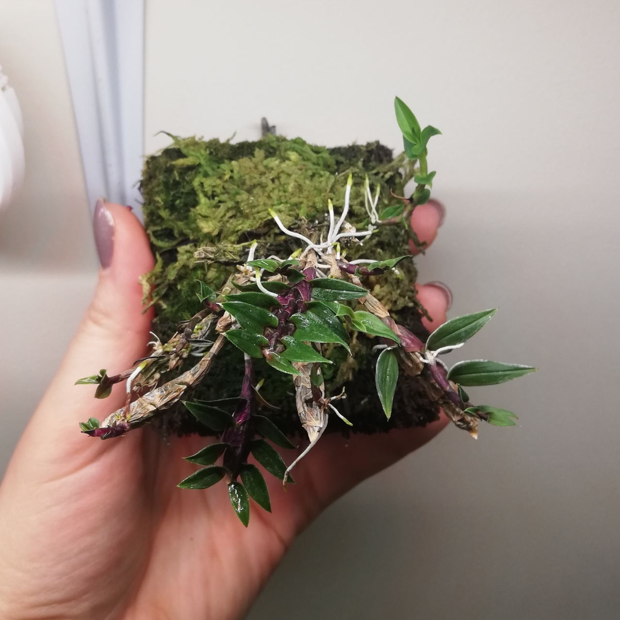 Dendrobium limpidum