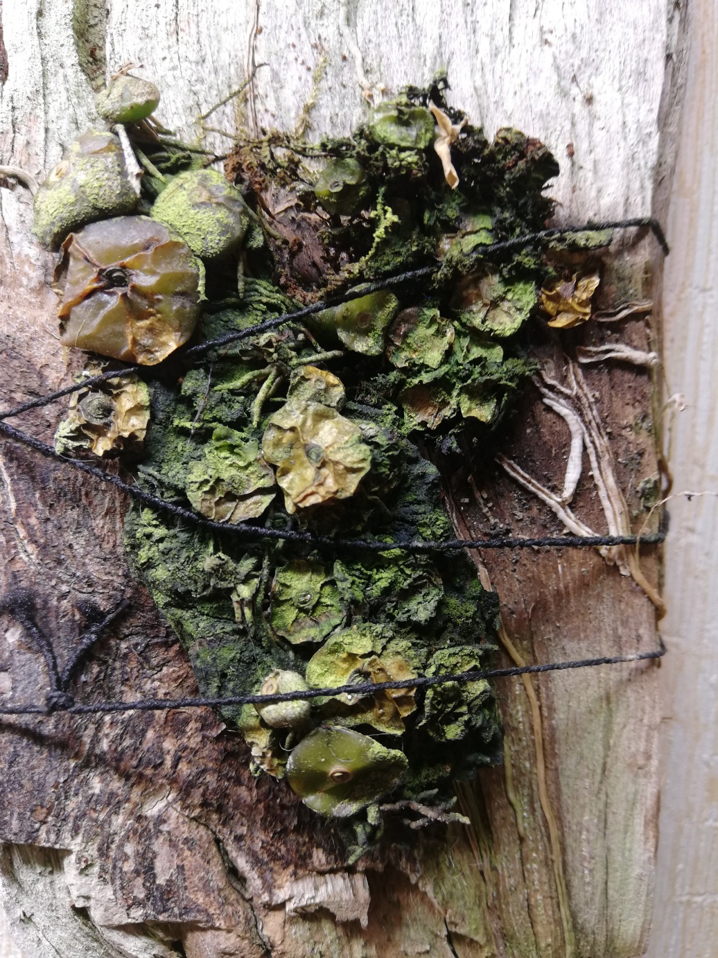 20201126_110457.jpg