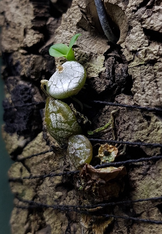 Bulbophyllum polliculosum.jpg