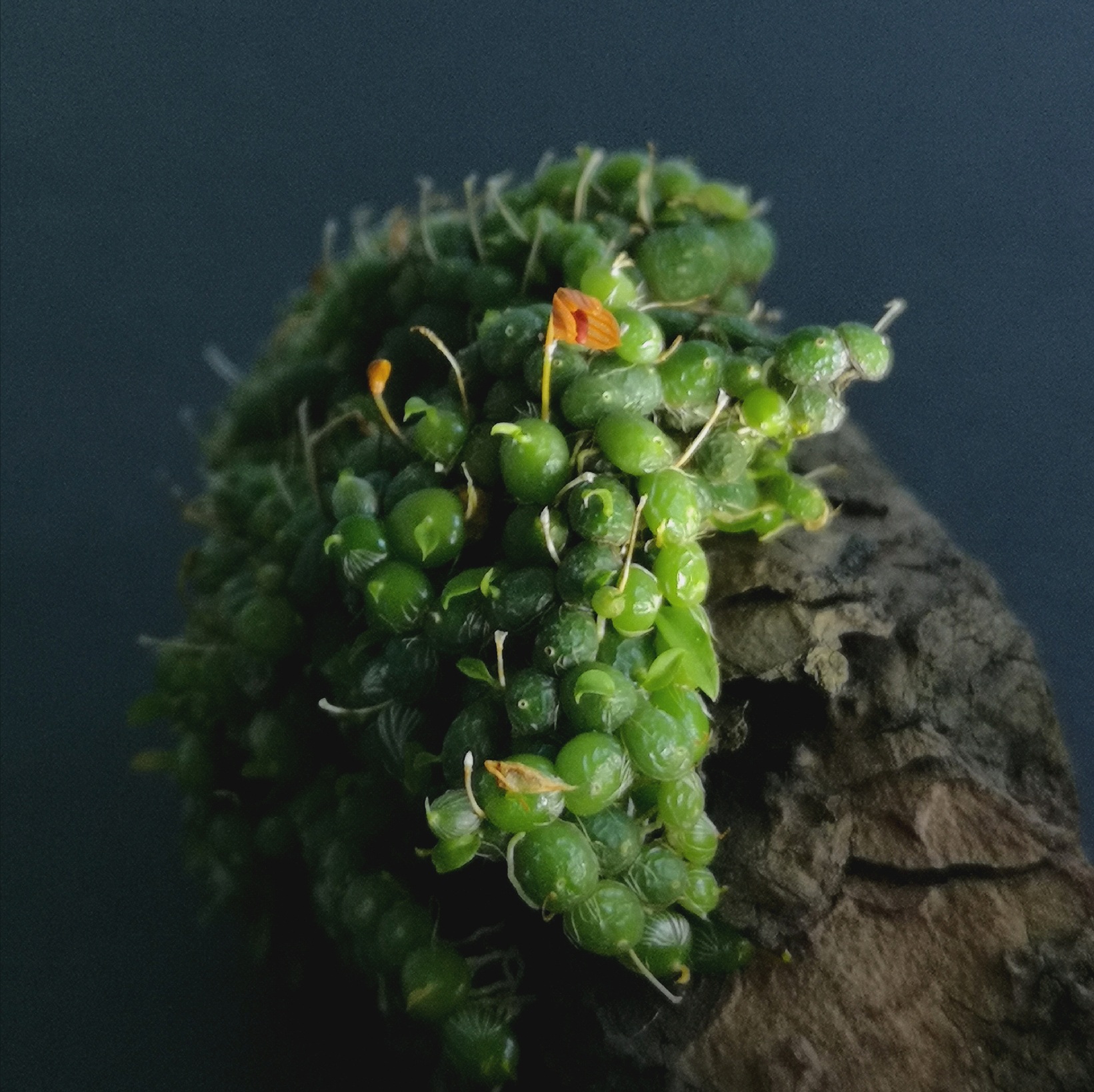 20201126_114115.jpg