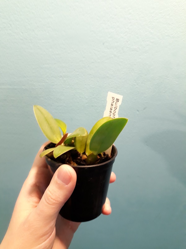 Bulbophyllum phalaenopsis.jpg