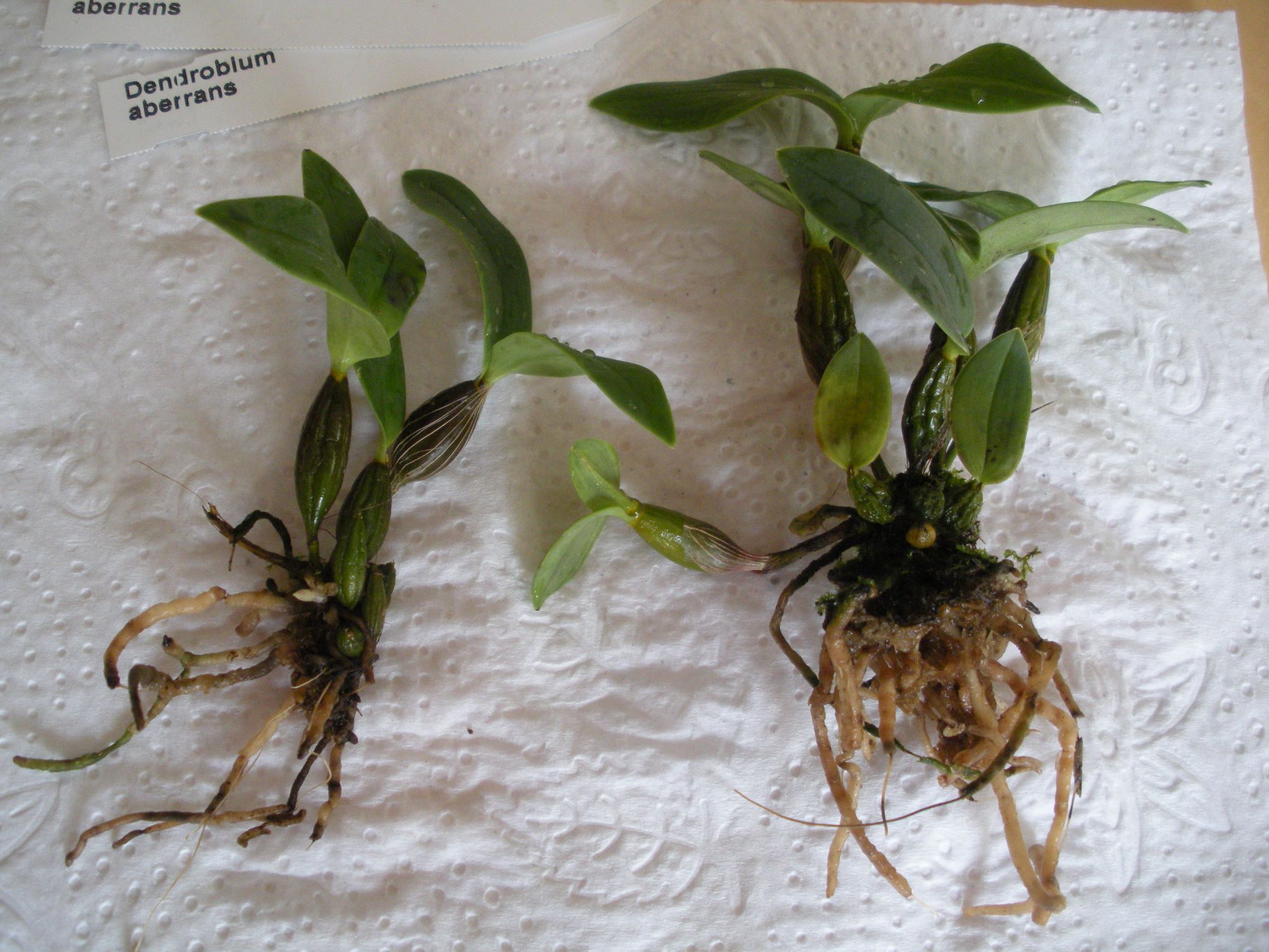 Dendrobium aberrans1.JPG