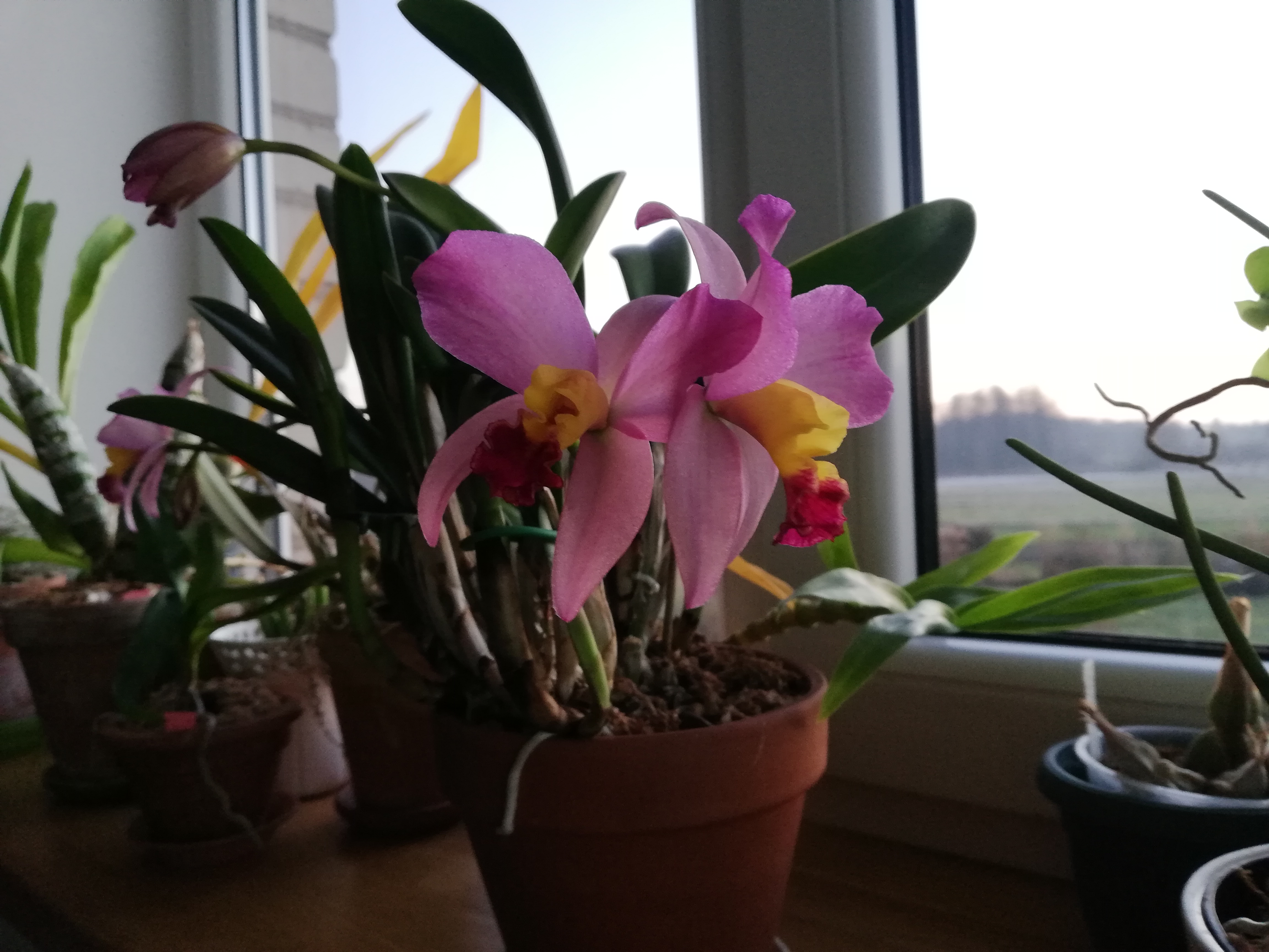 IMG_20201201_160612.jpg
