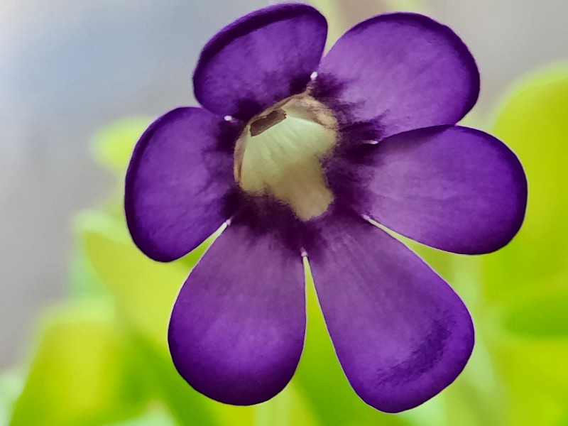 20201206_121941_copy_800x600.jpg