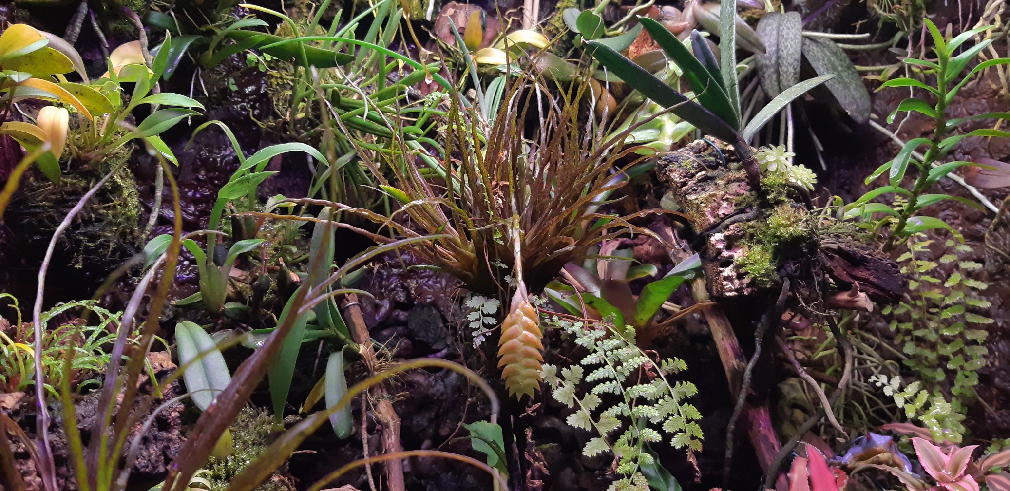 20201206_125023_copy_2073x1008.jpg