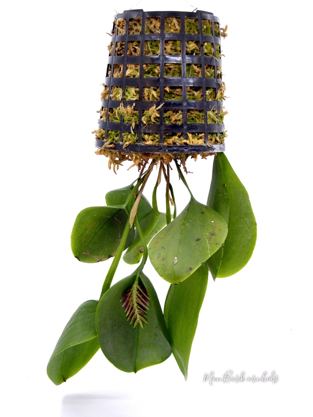 Acianthera pectinata