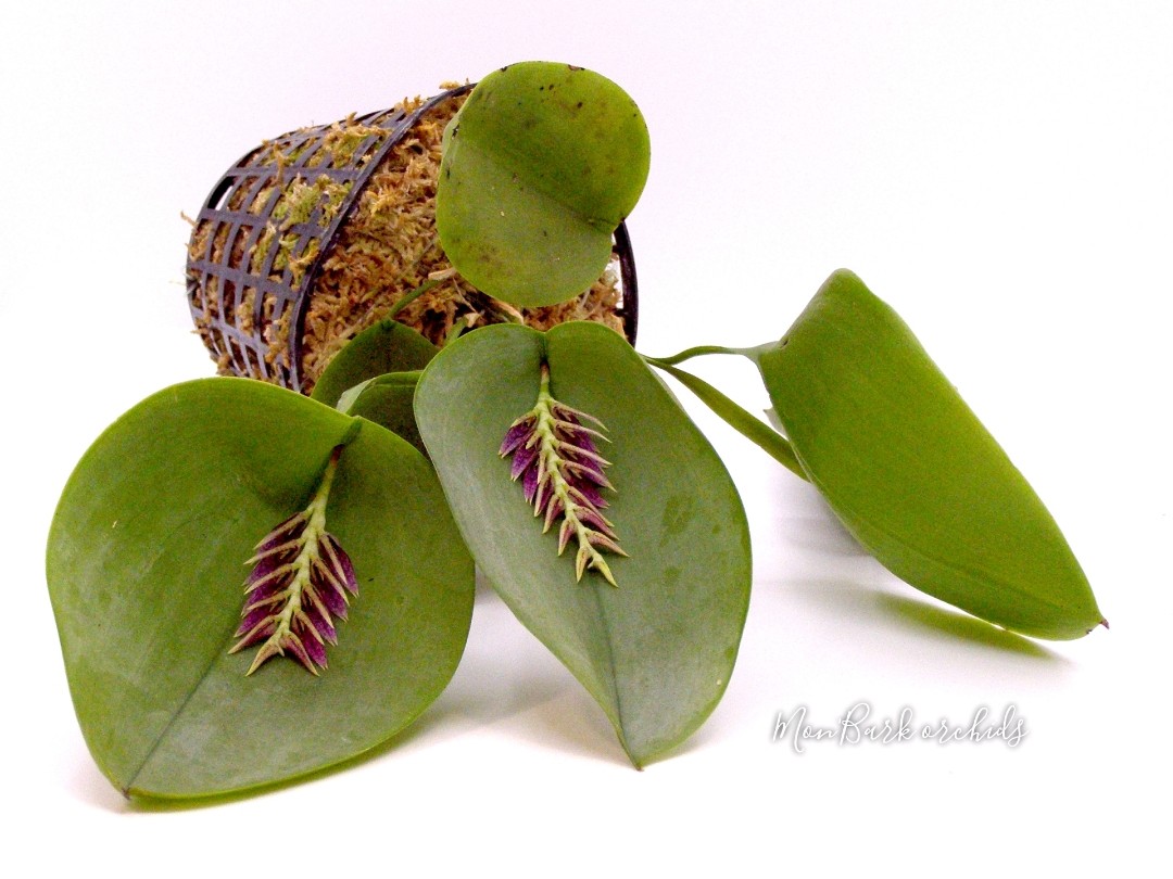Acianthera pectinata