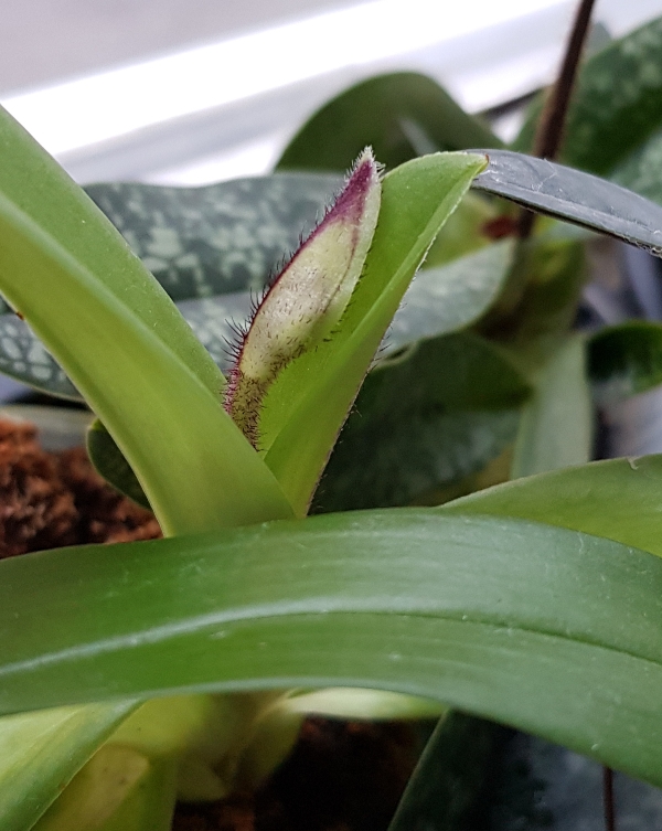 Paphiopedilum fairrieanum.jpg