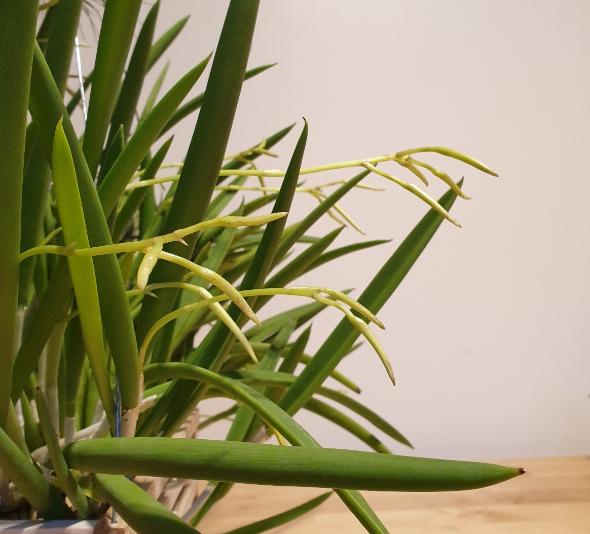 Brassavola nodosa