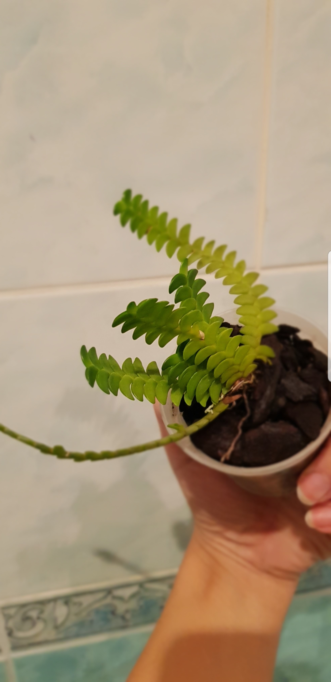 Screenshot_20191110-171545_Gallery.jpg