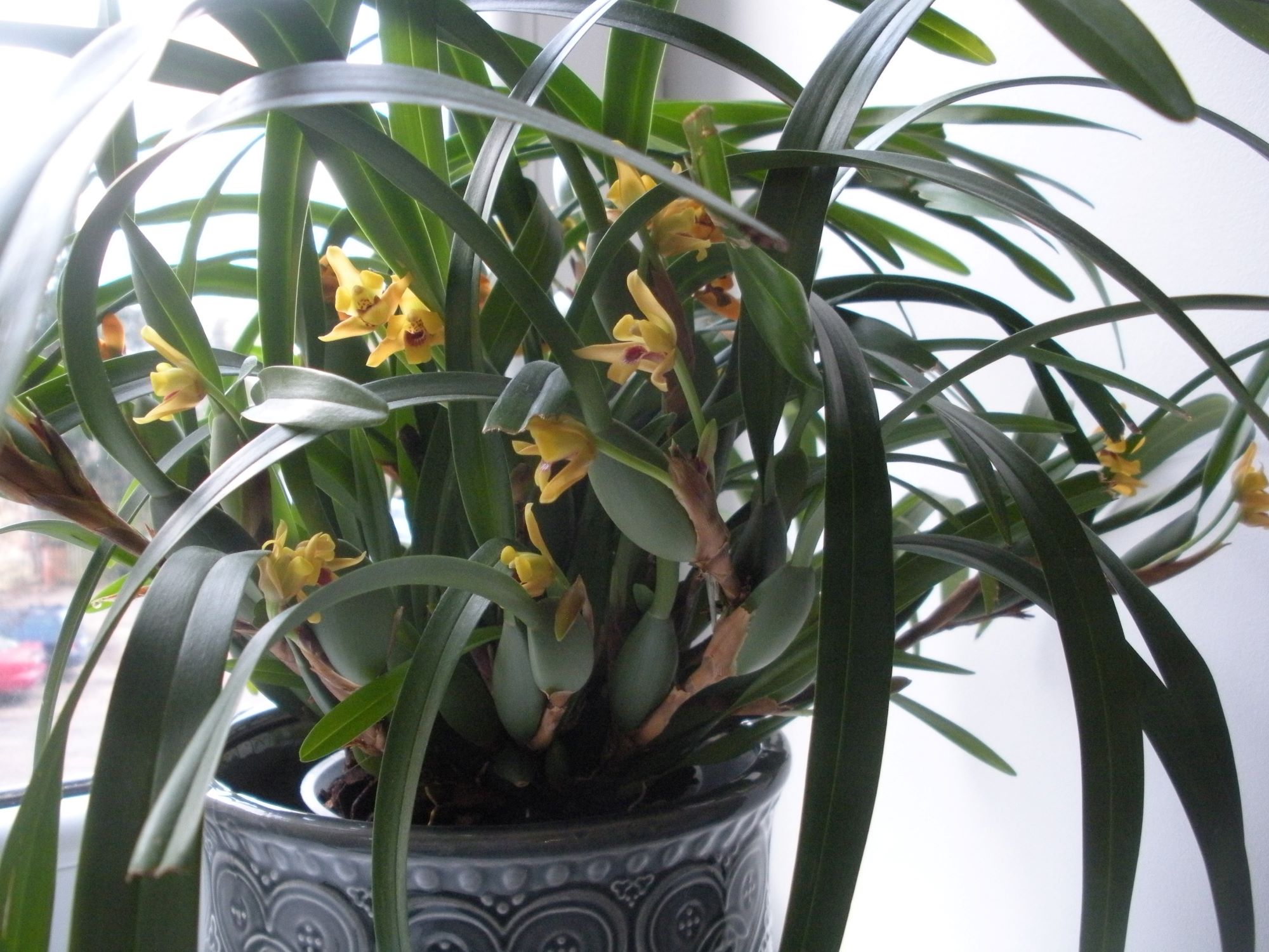 Maxillaria variabilis 1.JPG